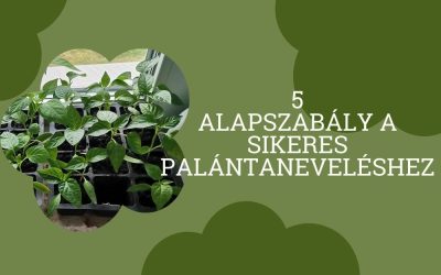 Palántanevelés 5 alapszabálya! Mikor, hogyan kezdj neki és mire érdemes figyelni