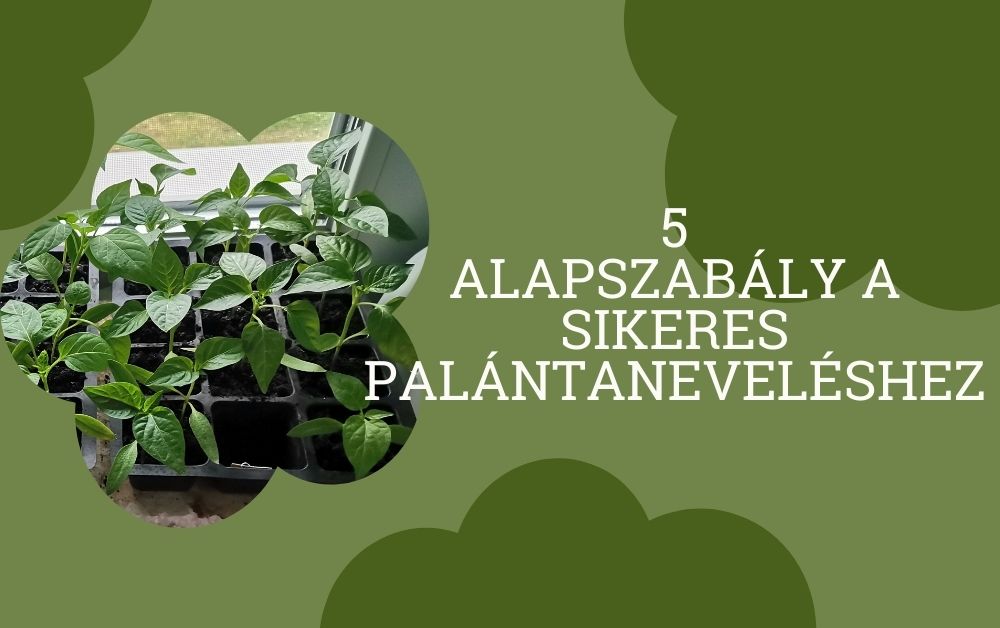 Palántanevelés 5 alapszabálya! Mikor, hogyan kezdj neki és mire érdemes figyelni