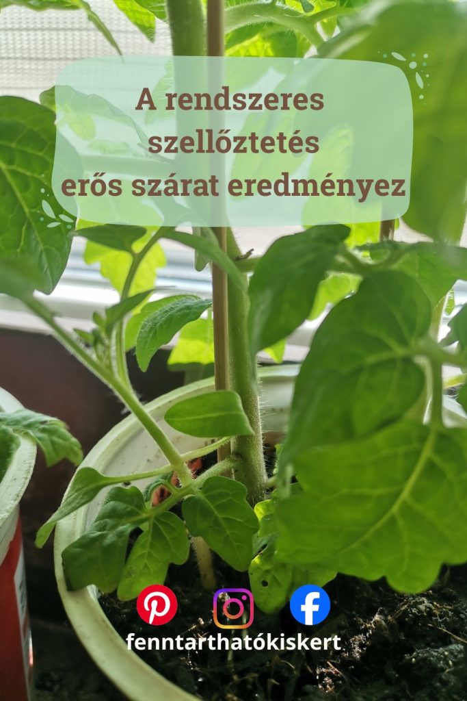 Palántanevelés 5 alapszabálya! A rendszeres szellőztetés erős szárat eredményez