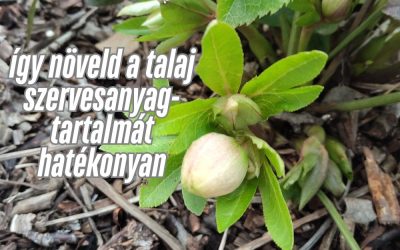 Talajjavítás, talaj élet élénkítés kicsi kertekben. Miért elengedhetetlen a talaj megfelelő szervesanyag tartalma?