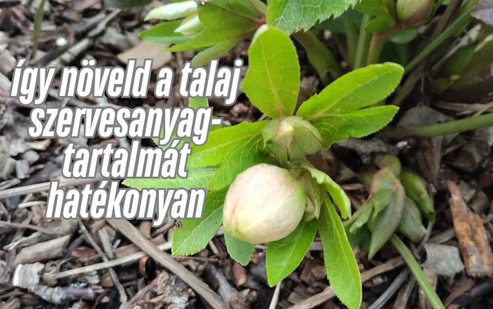 Talajjavítás, talaj élet élénkítés kicsi kertekben. Miért elengedhetetlen a talaj megfelelő szervesanyag tartalma?