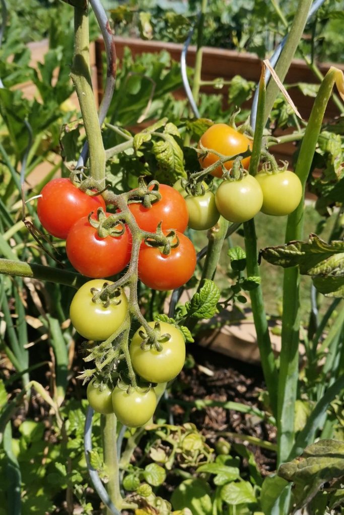 A tudatos növénytársítás titka! Természetes növényvédelem vegyszerek nélkül a konyhakertben.
