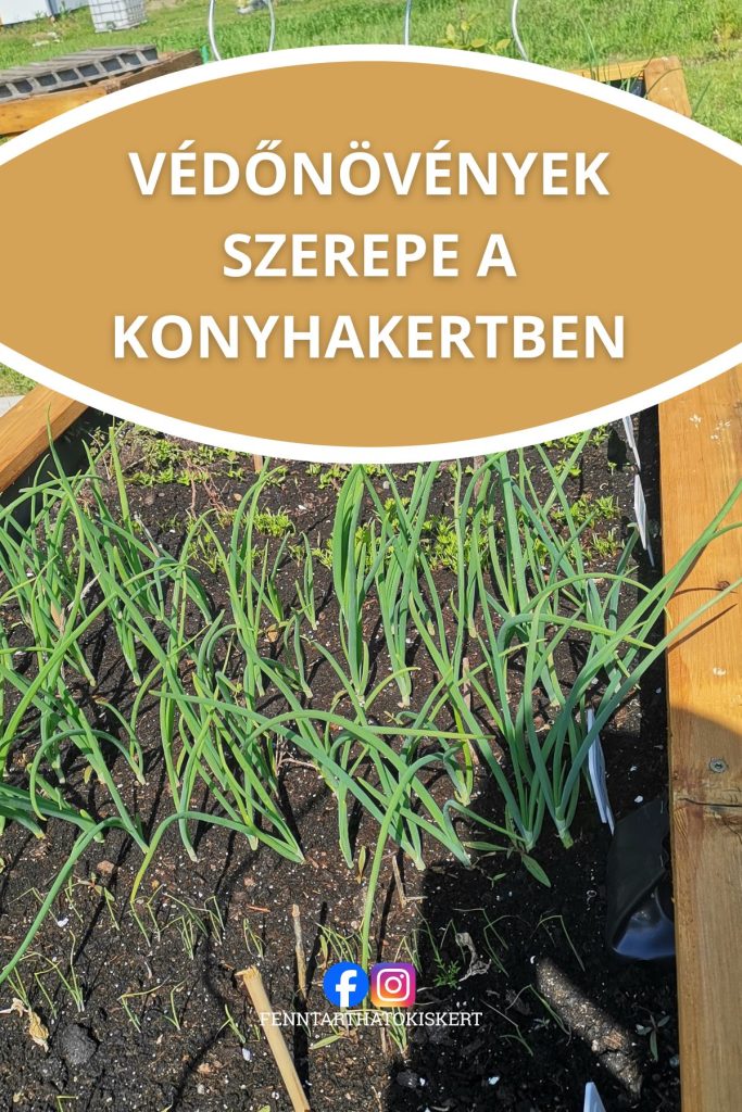 Védőnövények szerepe a konyhakertben növénytársítással