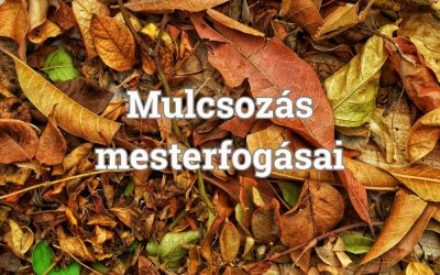 Mulcsozás mesterfogásai – Miért a mulcs a lusta kertész legjobb barátja?