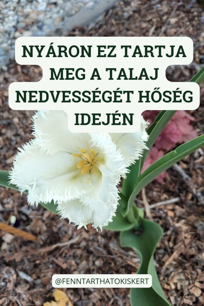 Mulcsozás mesterfogásai. Nyáron ez tartja meg a talaj nedvességét