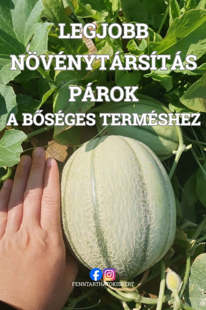 A tudatos növénytársítás titka! Természetes növényvédelem vegyszerek nélkül a konyhakertben.