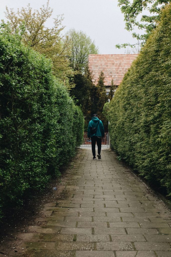Tujasor helyett mit ültess? 15 sűrű, strapabíró növény sövénynek a kertben!