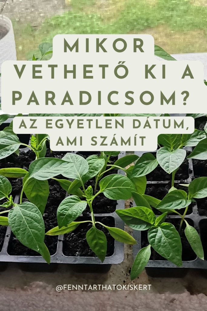 Mikor vethető a paradicsom szabadba? Tavaszi vetési naptár kis kertekhez
