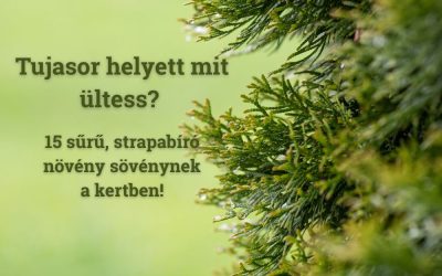 Tujasor helyett mit ültess? Sövénynek 15 sűrű, strapabíró növény a kertben!