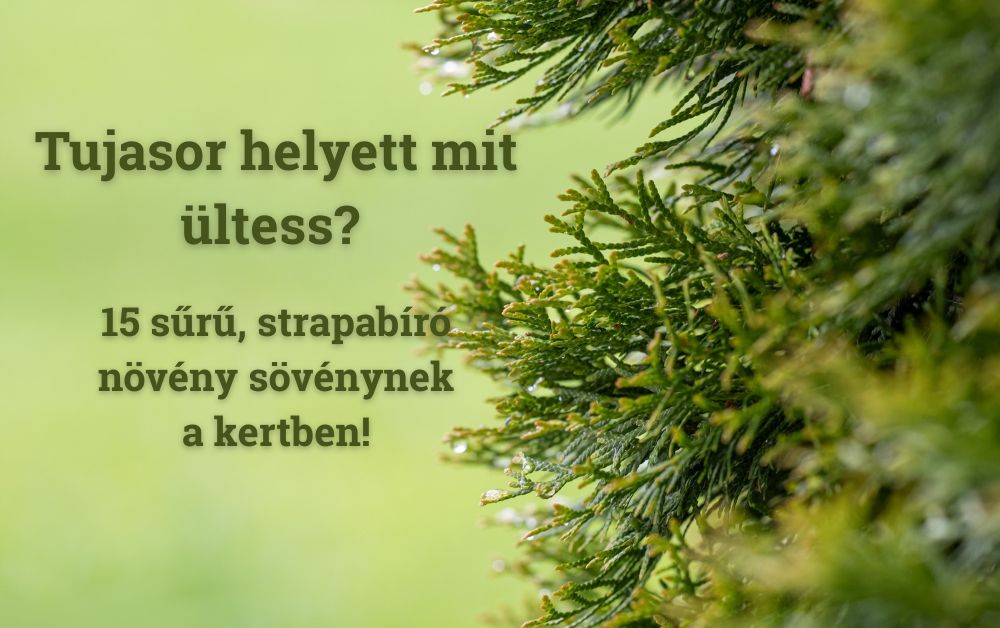 Tujasor helyett mit ültess? 15 sűrű, strapabíró növény sövénynek a kertben!