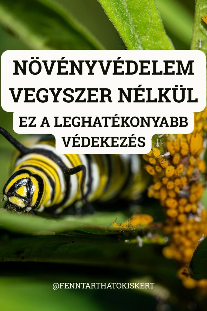 A vegyszermentes növényvédelem nemcsak lehetséges, hanem az esetek nagy részében ugyanolyan hatékony, mint a kémiai szerek – ha megelőzésre helyezzük a hangsúlyt.