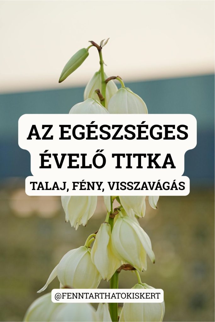 25. Az egészséges évelő három dologban különbözik a sínylődőtől: megfelelő talaj, jó helyszín és rendszeres visszavágás. Ha ezt a három szabályt betartod, az évelőid a legigénytelenebb körülmények között is virágoznak.