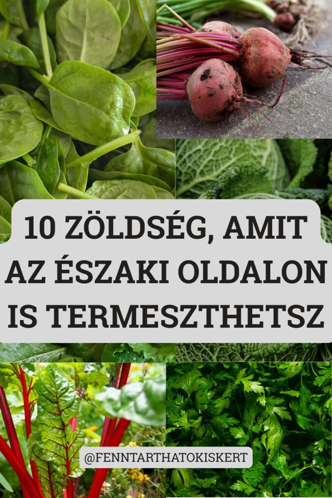 Tíz konkrét zöldséget mutatunk, kevés fénnyel is megteremnek, és ezt kell kiaknázhatod az árnyékos sarkokat