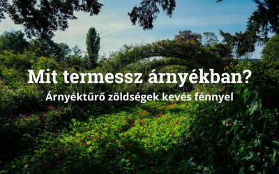 Mit termessz árnyékban? – Árnyéktűrő zöldségek kevés fénnyel