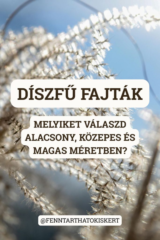 Alacsony, közepes, magas – a díszfüvek minden méretben kaphatók. Megmutatjuk a legjobb fajtákat méret szerint, és hogy melyiket érdemes szegélybe, ágyásba vagy egyedülállóként ültetni.