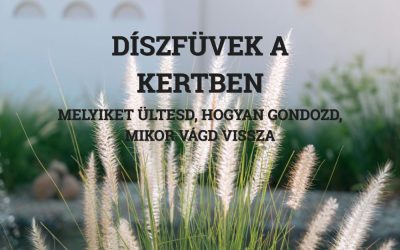 Díszfüvek a kertben! Melyeket érdemes ültetni, hogyan gondozd és mikor vágd vissza?