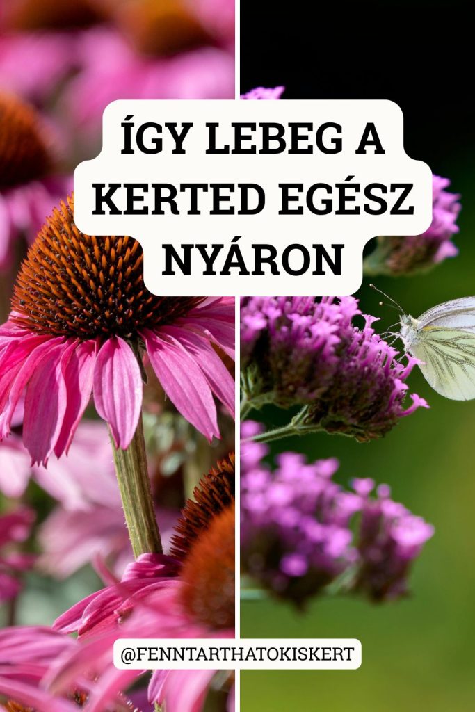 Az ernyős verbéna az évelőkert egyik legtitokzatosabb növénye: vékony, átlátszó szárán lebegő lila virágfejek ringatóznak a szélben – és mellette a kasvirág lila szirmai a leglátványosabb nyári kompozíciót alkotják.