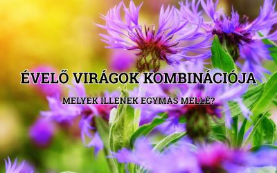 Évelő virágok kombinációja! Melyek illenek egymás mellé növekedés és virágzás alapján?