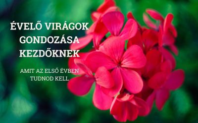 Évelő virágok gondozása kezdőknek. Amit az első évben tudnod kell!