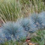 A kék csenkesz (Festuca glauca) az egyik legnépszerűbb alacsony díszfű – kék-ezüstös, kompakt, télizöld tövek szegélybe és sziklakertbe. Megmutatjuk a gondozás és visszavágás összes titkát.