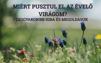 Miért pusztul el az évelő virágom? 7 leggyakoribb hiba és megoldásuk