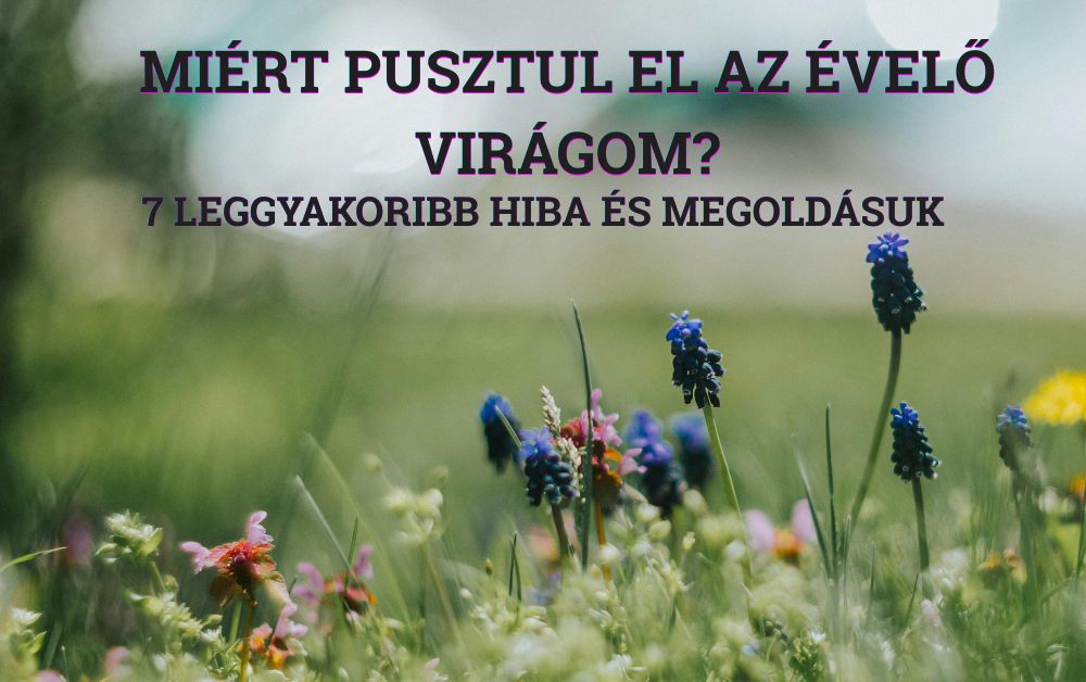 Miért pusztul el az évelő virágom? 7 leggyakoribb hiba és megoldásuk