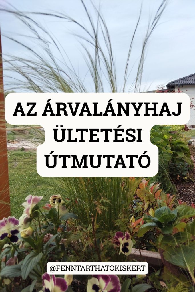 18. Az árvalányhaj ültetési útmutatója: tavasszal ültess, napos, jól drénező, szegényes talajba, 30–40 cm-es távolságra.