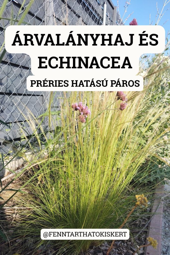 5. Az árvalányhaj és echinacea az egyik leglátványosabb préries hatású páros. Az ezüstös, könnyű árvalányhaj tökéletesen egészíti ki a tömör lila kasvirágot.