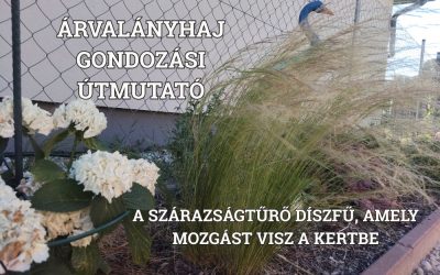Árvalányhaj (Stipa) gondozási útmutató: a szárazságtűrő díszfű, amely mozgást visz a kertbe