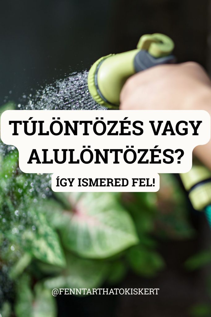 Sárguló levelek a nedves talaj ellenére? Lankadtság reggel is? Ezek a túlöntözés jelei. Megmutatjuk, hogyan ismerd fel mind a túl-, mind az alulöntözés tüneteit, és mit tegyél az adott esetben.