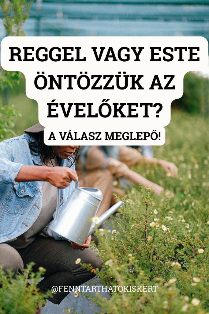 Reggel öntözni sokkal jobb, mint este – a levelek napközben megszáradnak, és nem keletkeznek gombabetegségek.