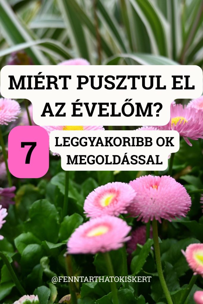 Az évelő virágok leggyakrabban túlöntözés, nem megfelelő talaj, rossz helyre ültetés vagy elégtelen téliesítés miatt pusztulnak el