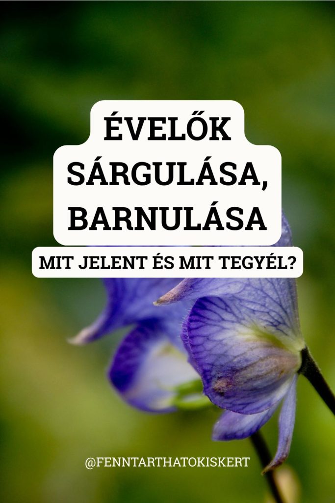Az évelő virágok leggyakrabban túlöntözés, nem megfelelő talaj, rossz helyre ültetés vagy elégtelen téliesítés miatt pusztulnak el