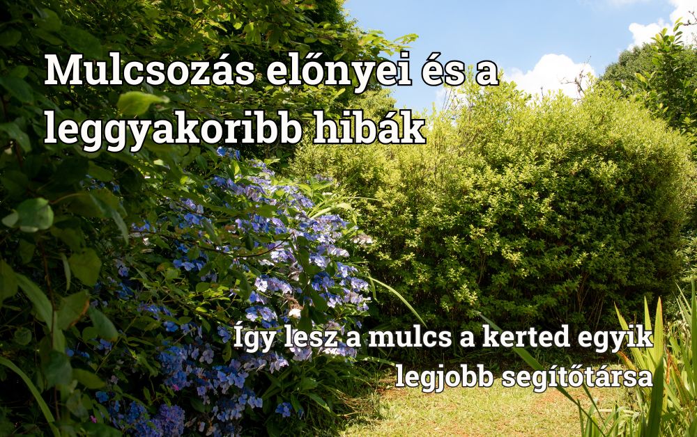 Mulcsozás előnyei és a leggyakoribb hibák – Így lesz a mulcs a kerted egyik legjobb segítőtársa