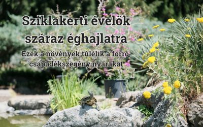 Sziklakerti évelők száraz éghajlatra: ezek a növények túlélik a forró, csapadékszegény nyarakat