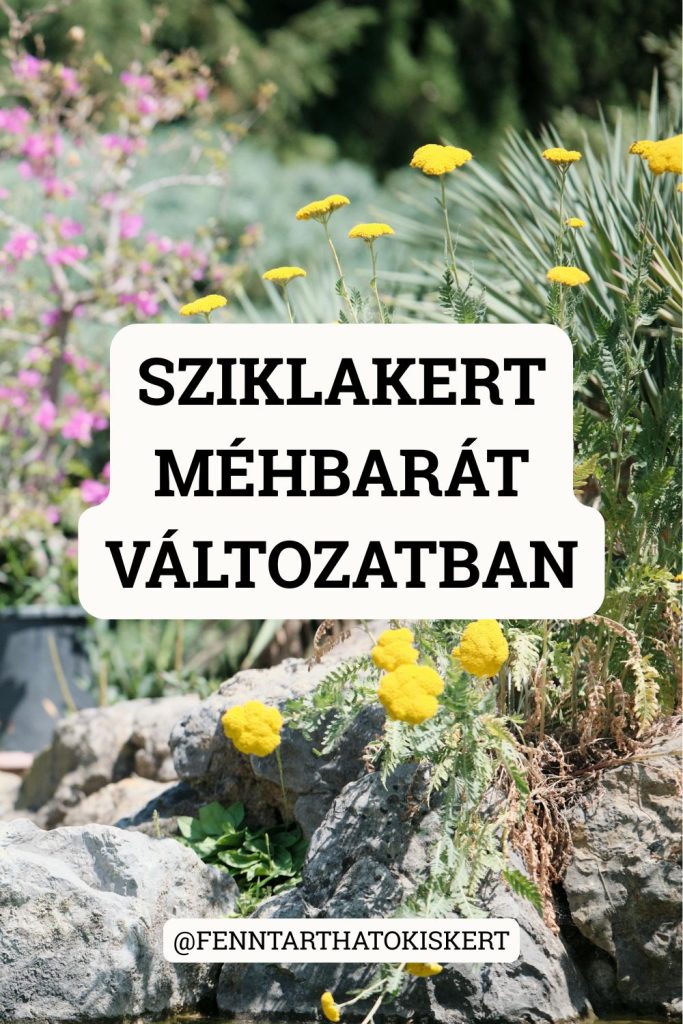 Méhbarát sziklakert kialakítása szárazságtűrő, beporzóbarát évelőkkel: levendula, kakukkfű, szalvia, macskamenta.