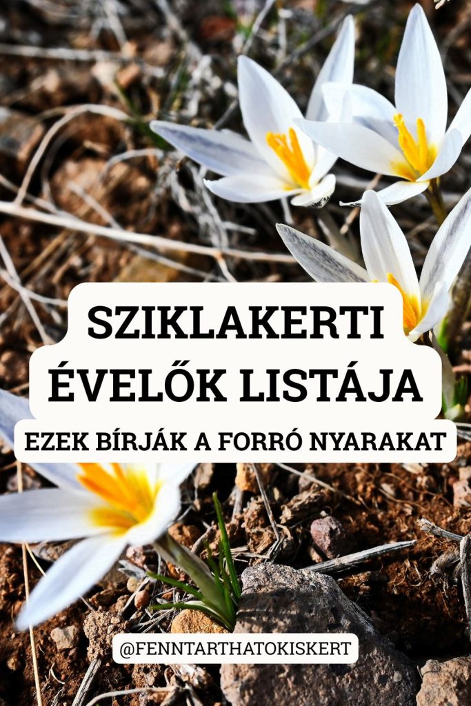 Melyik évelő bírja legjobban a száraz, forró nyarakat? Kövirózsa, levendula, kakukkfű, szalvia, arabis – részletes lista és gondozási útmutató sziklakertbe való szárazságtűrő évelőkkel.