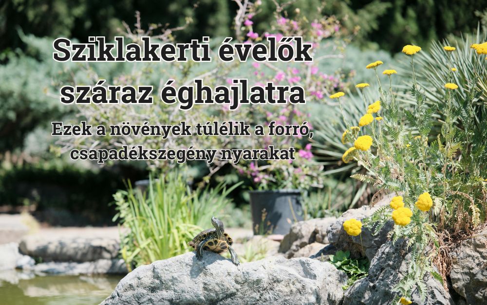 Sziklakerti évelők száraz éghajlatra: ezek a növények túlélik a forró, csapadékszegény nyarakat