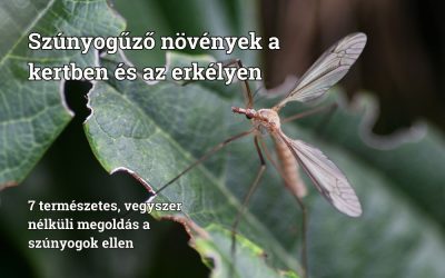 Szúnyogűző növények a kertben és az erkélyen – 7 természetes megoldás, amellyel vegyszer nélkül is megszabadulhatsz a szúnyogoktól