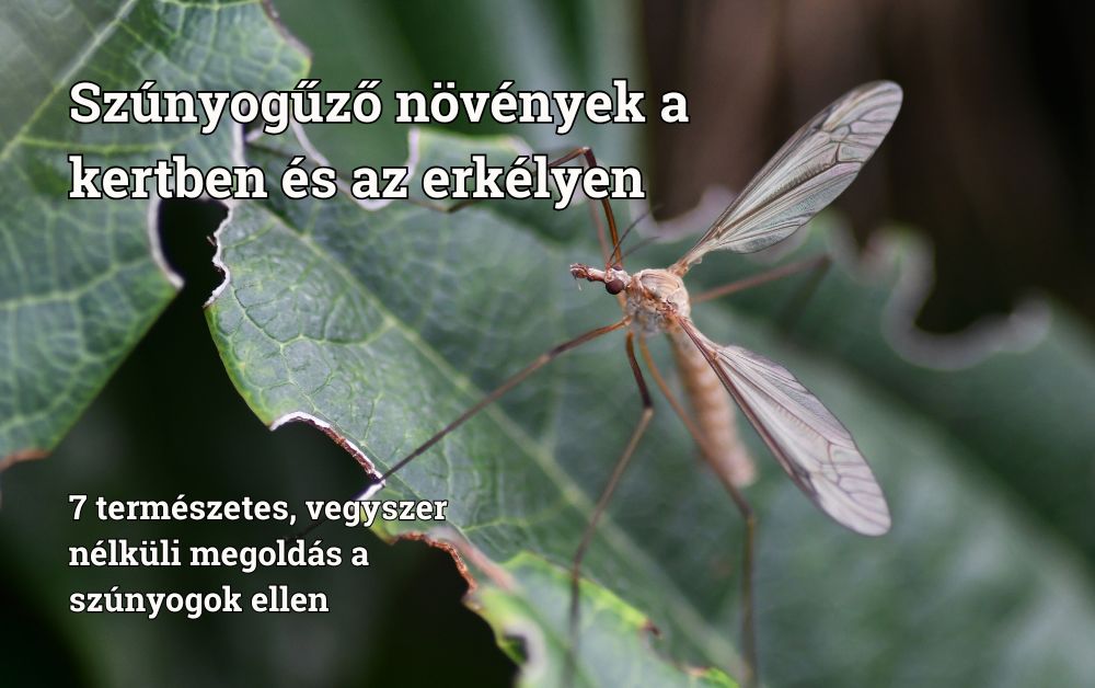 Szúnyogűző növények a kertben és az erkélyen. 7 természetes, vegyszer nélküli megoldás a szúnyogok ellen