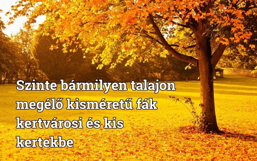 Szinte bármilyen talajon megélő 10 kisméretű fa kertvárosi és kis kertekbe