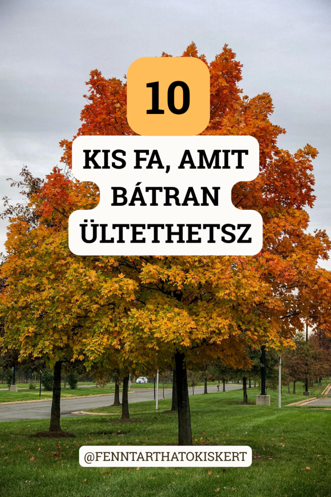 Nem kell talajvizsgálatot végezni, ha ezek közül választasz. Nézd meg a legmegbízhatóbb, kis kertbe illő fajtákat, ami szinte mindenhol jól érzik magukat.