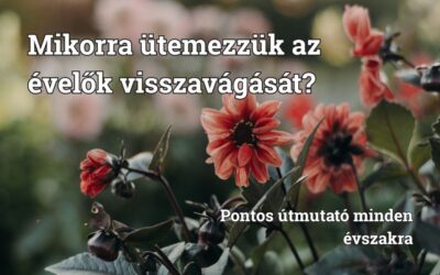 Mikorra ütemezzük az évelők visszavágását? Pontos útmutató minden évszakra