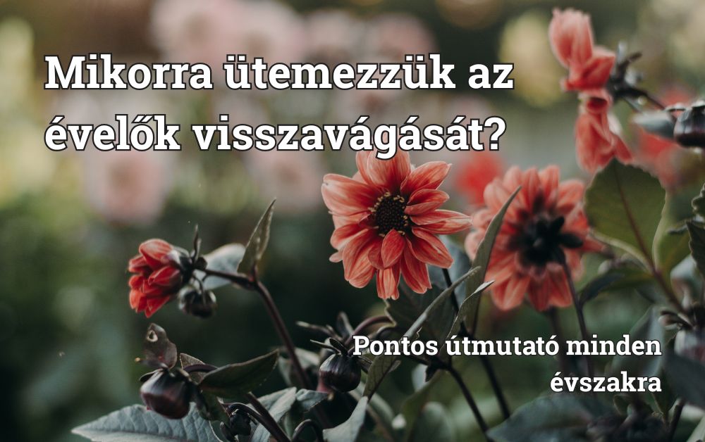 Mikorra ütemezzük az évelők visszavágását? Pontos útmutató minden évszakra 