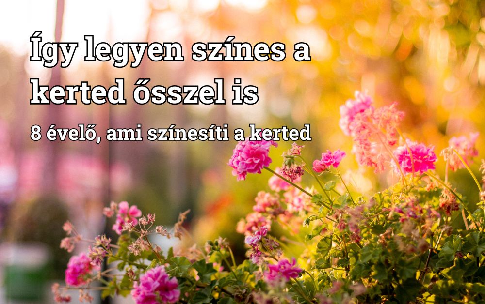 Így legyen színes a kerted ősszel is. 8 évelő, ami színesíti a kerted 