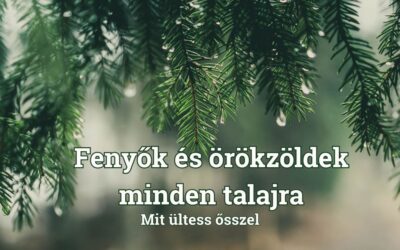 Fenyők és örökzöldek minden talajra – mit ültess ősszel?