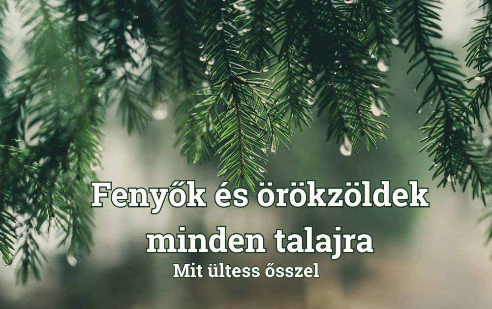 Fenyők és örökzöldek minden talajra – mit ültess ősszel?