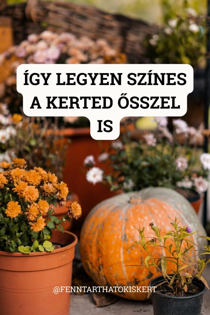 Nyolc évelő, amikkel a kerted egészen az első fagyokig virágzik.