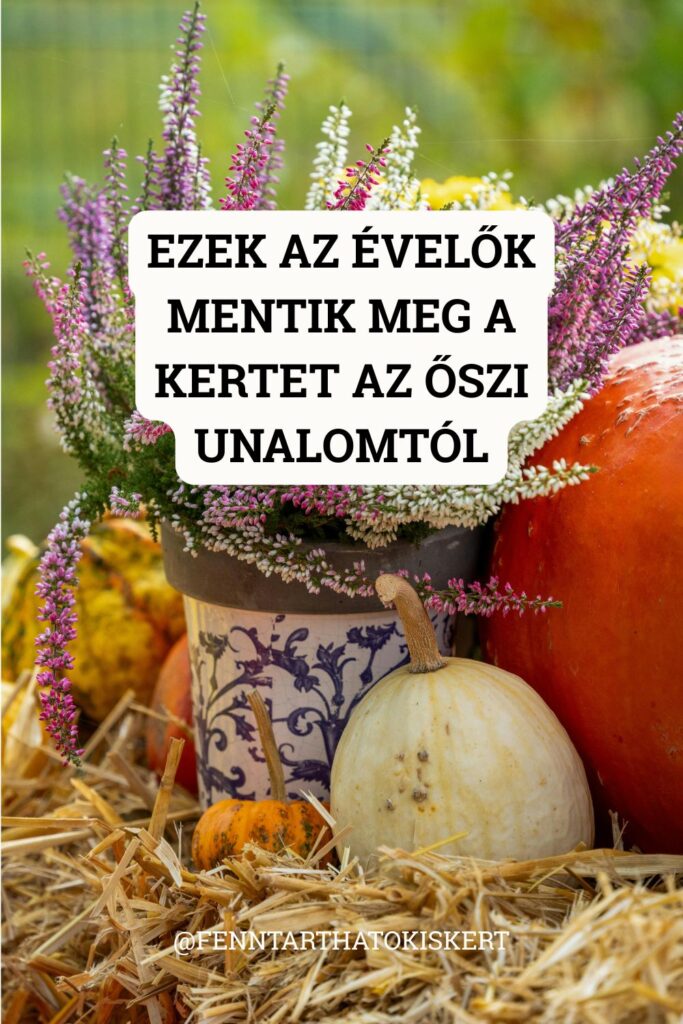 Nyolc évelő fajta, amik garantáltan feldobják a kertet, amikor minden más már elvirágzott.