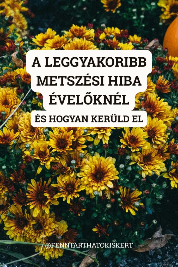 A leggyakoribb metszési hiba évelőknél: a fás részbe vágás. Ez különösen a levendulánál végzetes lehet. Megmutatjuk, hogyan kerüld el, és mi az a határvonal, amelyen túl soha nem szabad vágni.